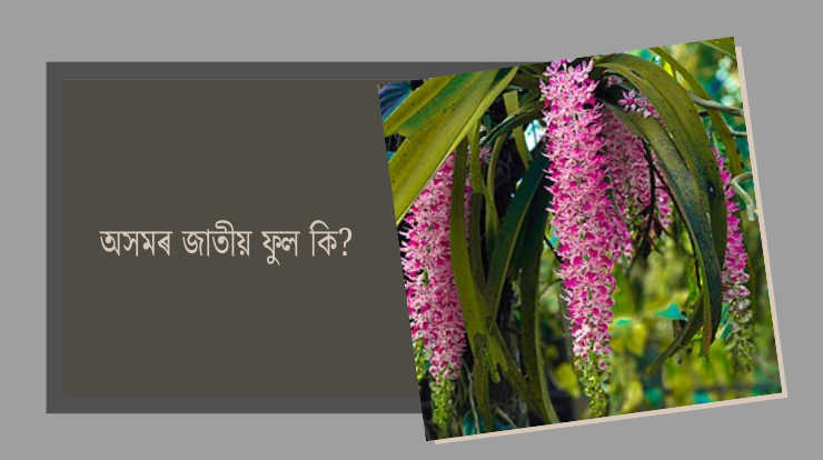 অসমৰ জাতীয় ফুল কি?