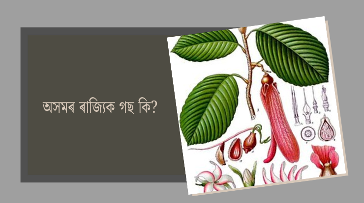 অসমৰ ৰাজ্যিক গছ কি?
